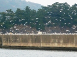 休息場所探し　カモメが騒いでいます