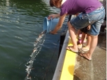 下田市遊漁船協議会が今年も真鯛の稚魚を、地元の子供達の協力を得て放流しました。