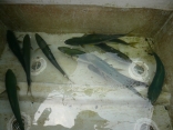 ヒラマサ3匹　ハガツオ・ヤズ・ヒラゴ・2箱手荷物で　残りの池間の魚