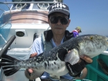 御前崎沖トラフグ釣れた、45cm、2kg。