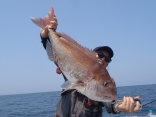 6/1マダイ83ｃｍ
