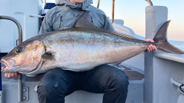 ヒレナガカンパチ