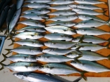 ヒラゴの入れ食い状態30匹以上釣れました　サワラ　ヤズ　シイラ