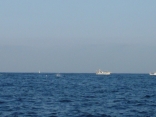 イルカの大群が サワラ・ブリ・ヒラマサ釣り船の周りを通過中