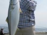 ブリ93ｃｍ8.5ｋｇ