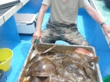 舳先の釣り人　一人分の　釣果です　