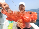 鬼カサゴ46cm、大型鬼退治