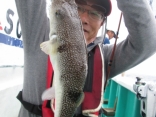 大型ショウサイフグ３９ｃｍ