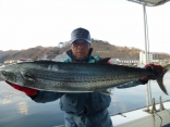 サワラ6ｋｇ