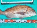 真鯛6.3kg