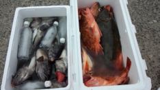 第二藤義丸（新潟 岩船港）｜つりー