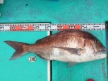 真鯛 9.6kg
