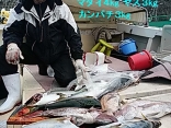 北九州市 末松さんの釣果：ヒラマサ６kg・ヤズ３kg・カンパチ・マダイ