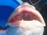 大鯛の歯が一本だけ長い（笑）