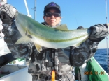 ワラサ　３．２ｋｇ