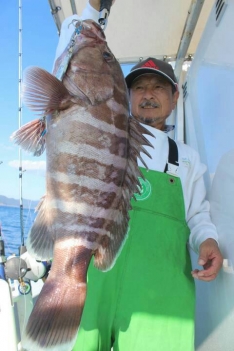 マハタ 魚図鑑 つりー