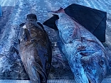 江口さんら３名の釣果は ●アラ１０kg ●大物マダイ１２kg