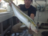 芝浦さん●ヒラマサ４kg