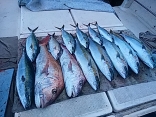 熊本県 末広さんら３名の釣果●マダイ７kg●ヒラマサ５kg