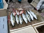 熊本県 木村さんら４名の釣果●ヒラマサ４kg・ブリ３.５kg