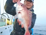 マダイ