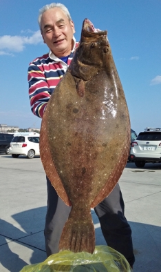 ヒラメ 魚図鑑 つりー