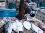 伊万里市 岩橋さんら６名の釣果●ヒラマサ ７kg●アラ １５kg
