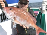 真鯛2.6kg