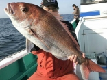 真鯛 8.3kg