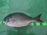 尾長グレ64ｃｍ　4.1ｋｇ