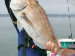 マダイ 3.3kg