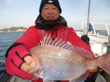 小野市 荒枝さん　真鯛40cm!!