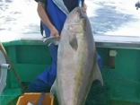 久保様カンパチ26ｋｇ