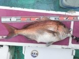 真鯛 5.7kg