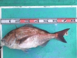 真鯛 5.2kg