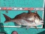 真鯛7.2kg