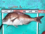 真鯛 4.1kg
