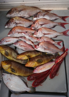 虎雅（長崎 蚊焼港）｜つりー