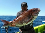 大鯛４.６２kg！