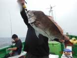 大鯛　５．６ｋｇ