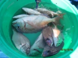 テンヤで　全部　釣る