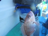 テンヤで釣る