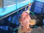 大型のカサゴ