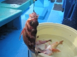 テンヤで釣る