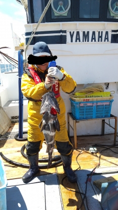 みな丸 北海道 東静内漁港 つりー