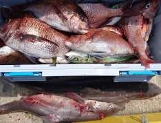 一番星（青森 造道ボートパーク）｜つりー