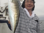 アジ45ｃｍ