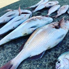 釣り船 鯛平 青森 浦島マリーナ つりー