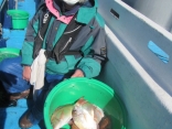 良型の真鯛　ハナダイ釣れる　テンヤで釣りました