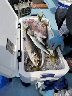 中伊遊漁 愛媛 出海港 つりー